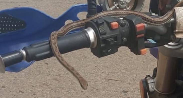 Insólito Caso en Vallegrande: Conduce con una Serpiente como Pasajera
