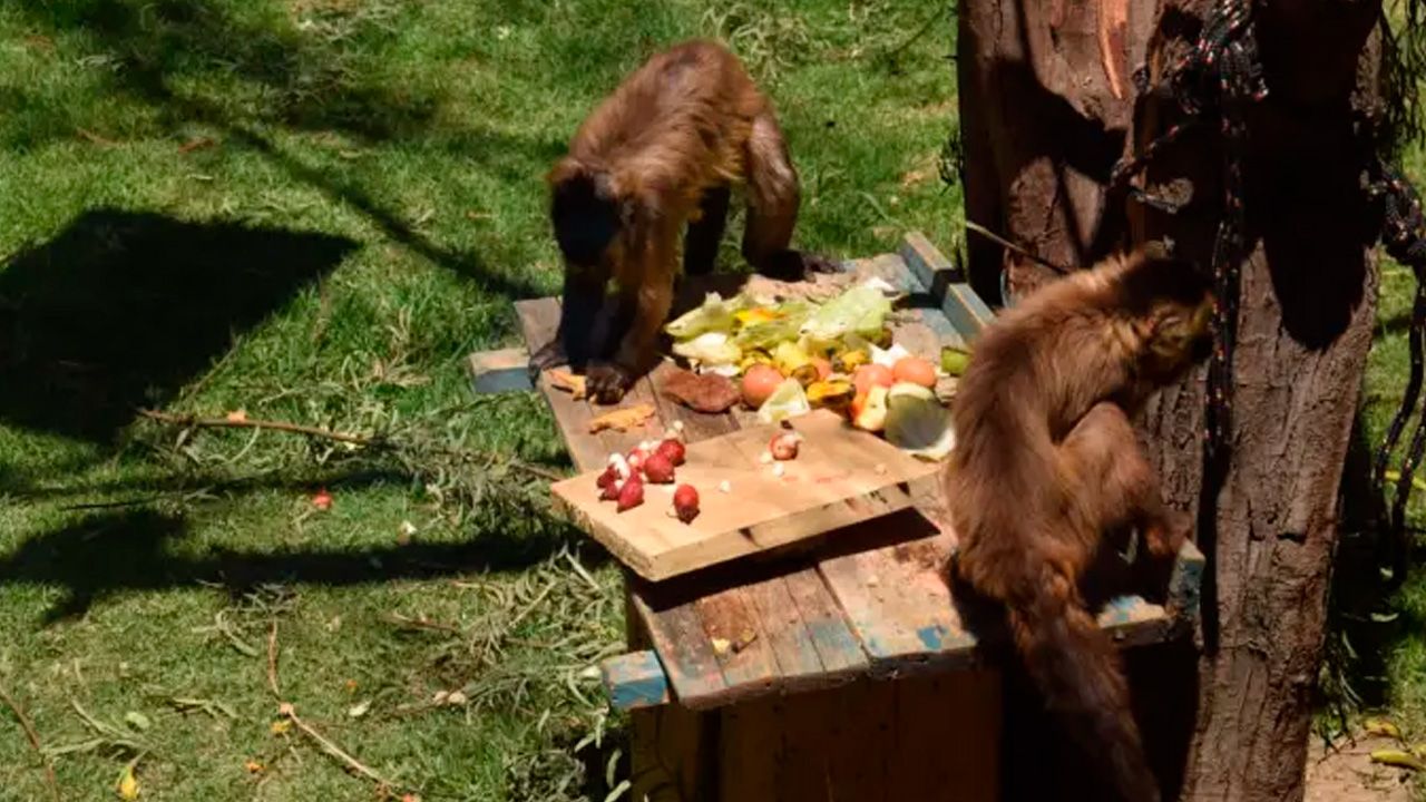 El Bioparque Vesty Pakos asegura la integridad de sus animales y su infraestructura durante los recientes incidentes en La Paz