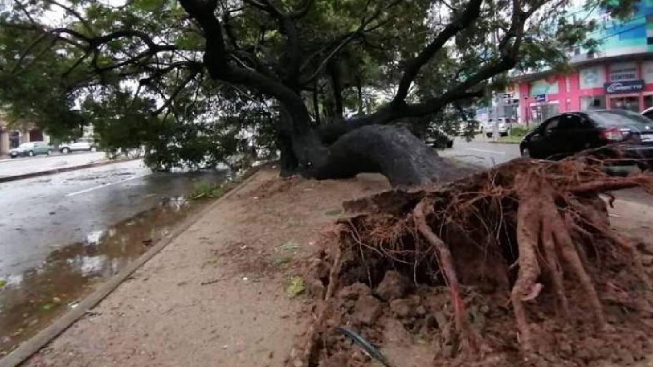 Fuertes ráfagas de vientos provocan caída de árboles en distintas zonas de la capital cochabambina