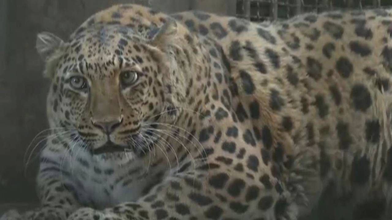 Veterinarios de un zoológico en China implementan dieta para leopardo estrella debido a su sobrepeso