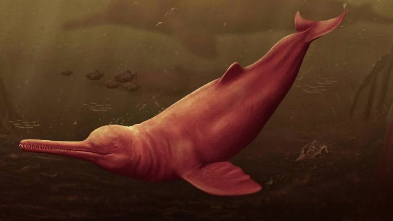 Descubrimiento en la Amazonía Peruana: Cráneo de Delfín de Río Gigante Revela Secretos Antiguos