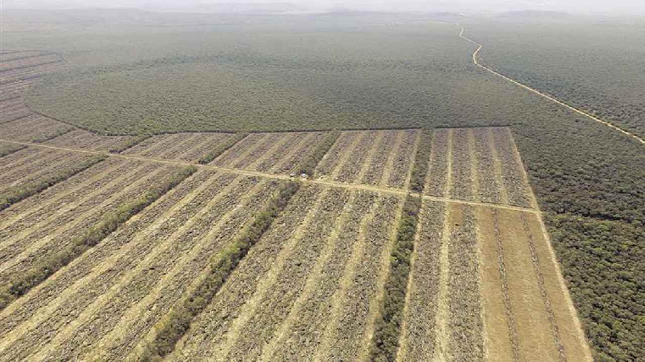 Bolivia se mantiene entre los líderes mundiales en deforestación: Informe de Global Forest Watch