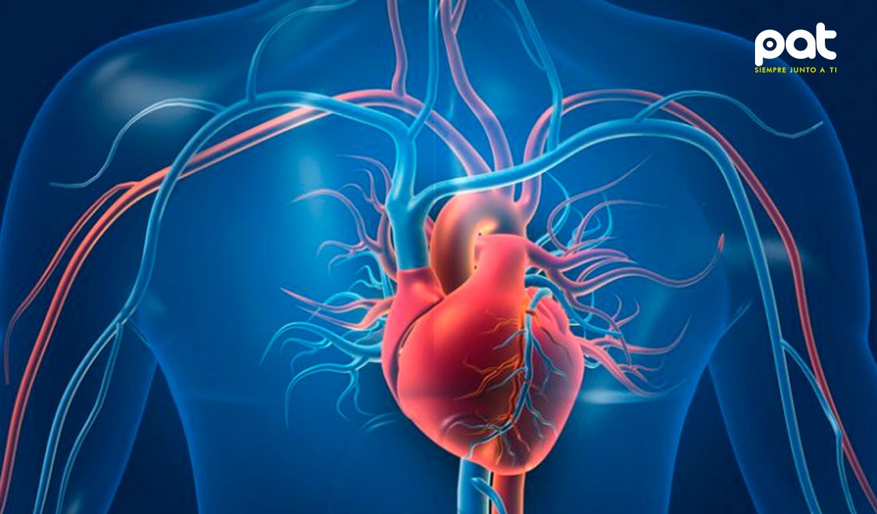 Nuevo fármaco reduce dramáticamente los triglicéridos en sangre, abriendo una promisoria vía en el tratamiento cardiovascular