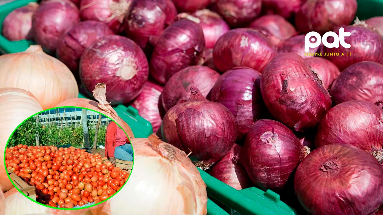 Prevén descenso en precios de cebolla  en las próximas semanas