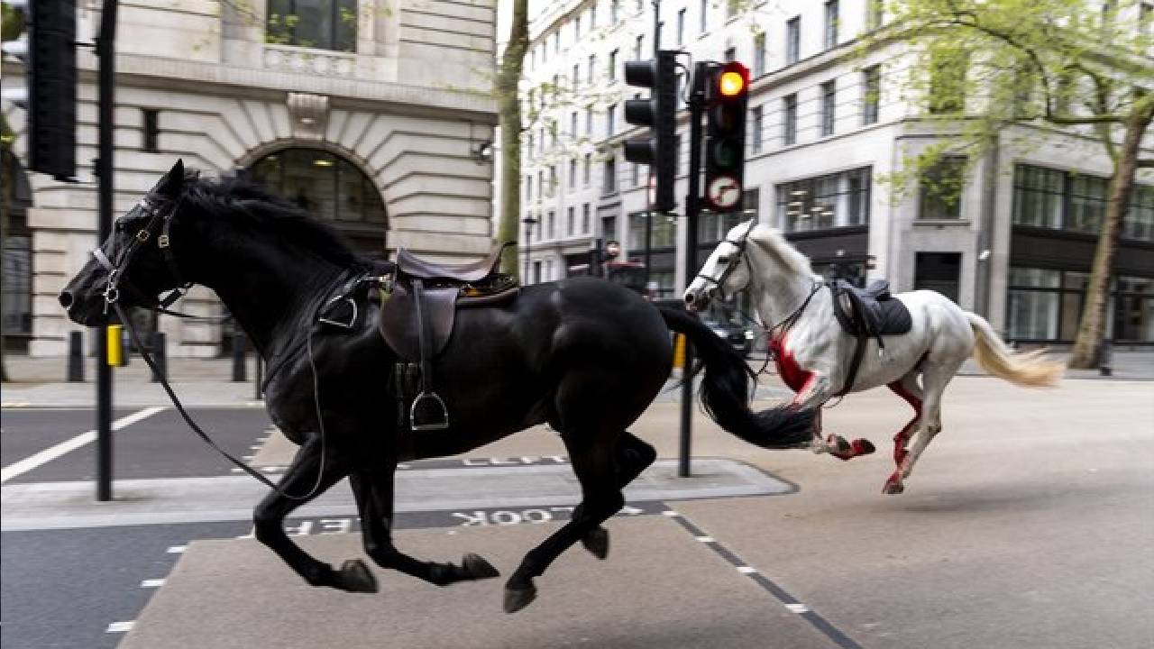  Caballos del Ejército Británico cubiertos de sangre causan caos en Londres