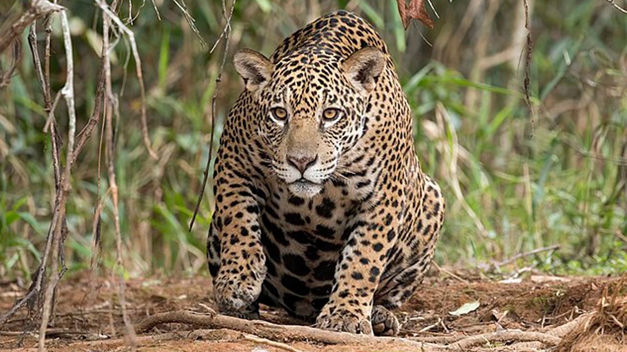 Matan a Jaguar y comercializan sus colmillos