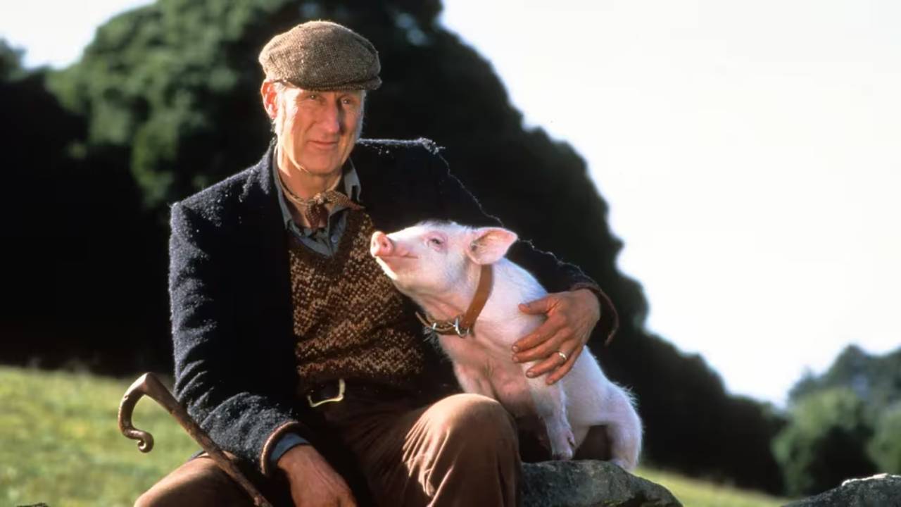  "Babe, el cerdito valiente": la historia detrás de un éxito sorprendente