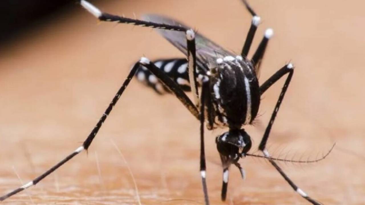 Descienden los Casos de Dengue en Argentina: Se Registra una Caída en los Contagios