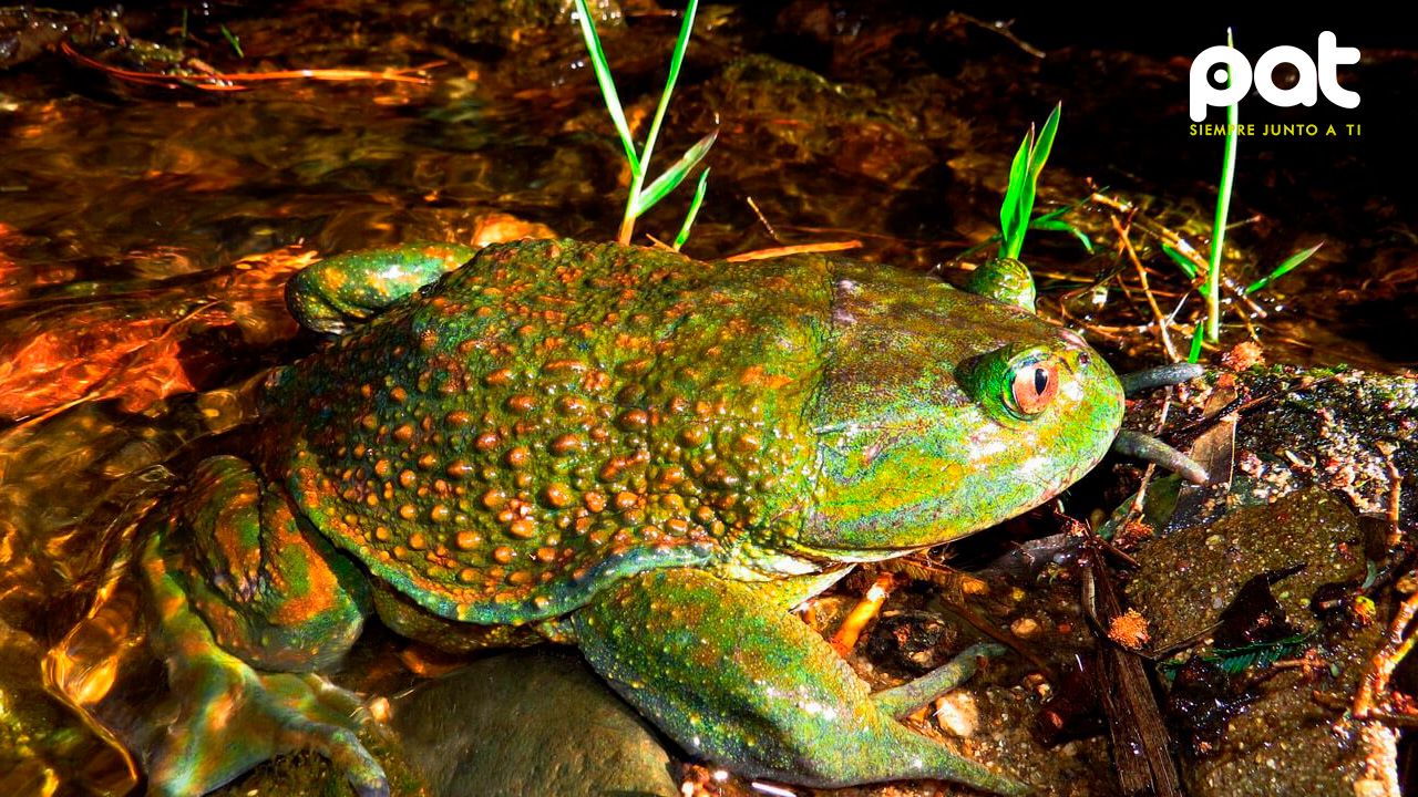 Alerta por la rana gigante Chilena: Un fósil viviente en peligro crítico