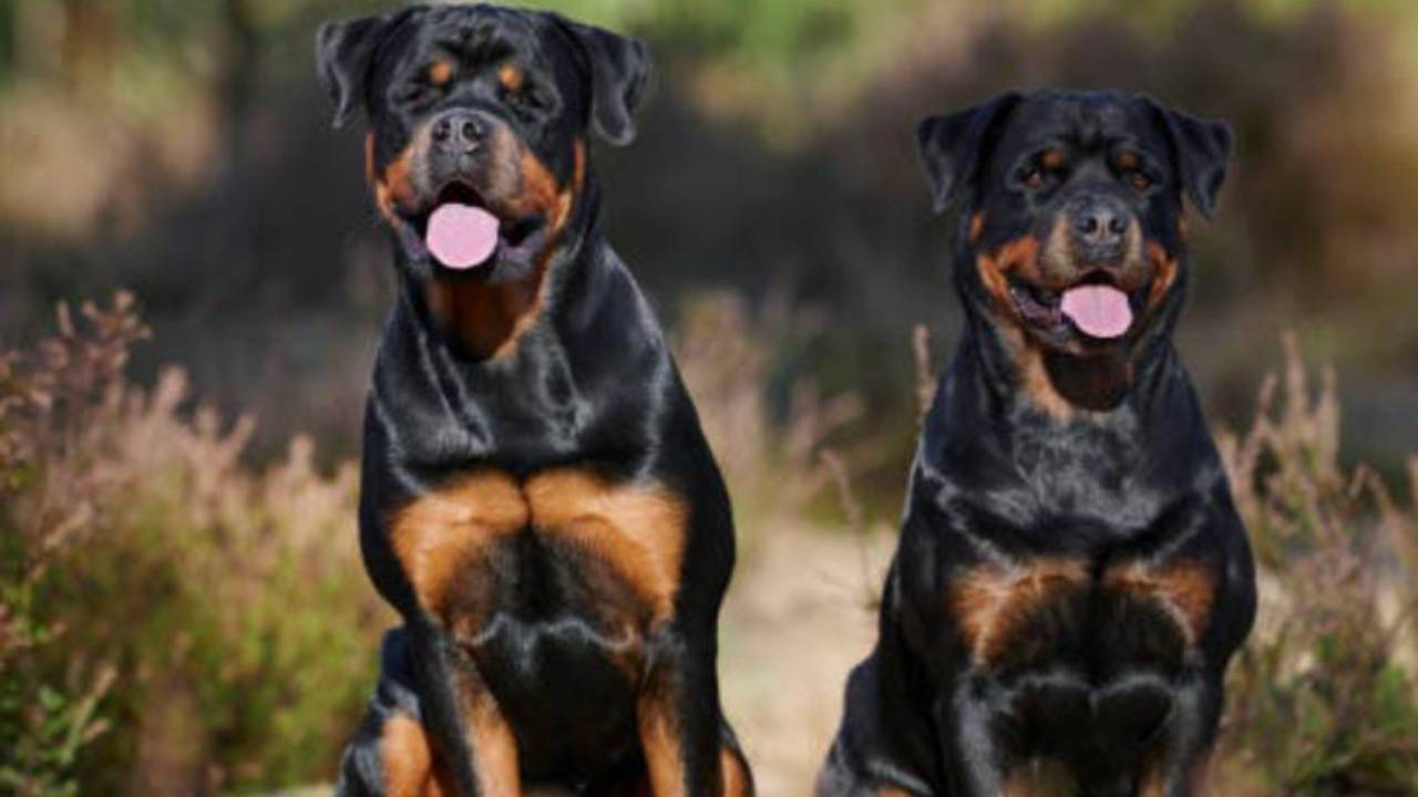 Niña de 4 Años Sufre Ataque de Rottweiler y Queda con el Rostro Desfigurado