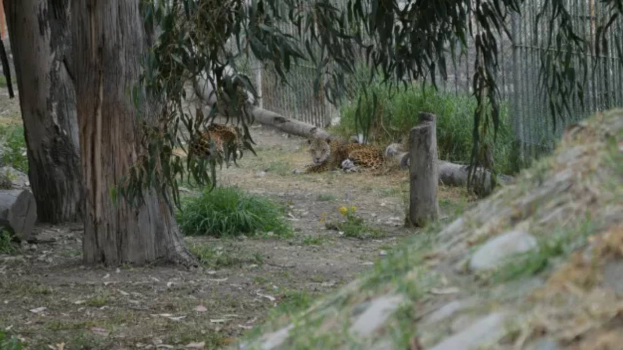 Cuidado y Bienestar: gerontes en el bioparque vesty pakos