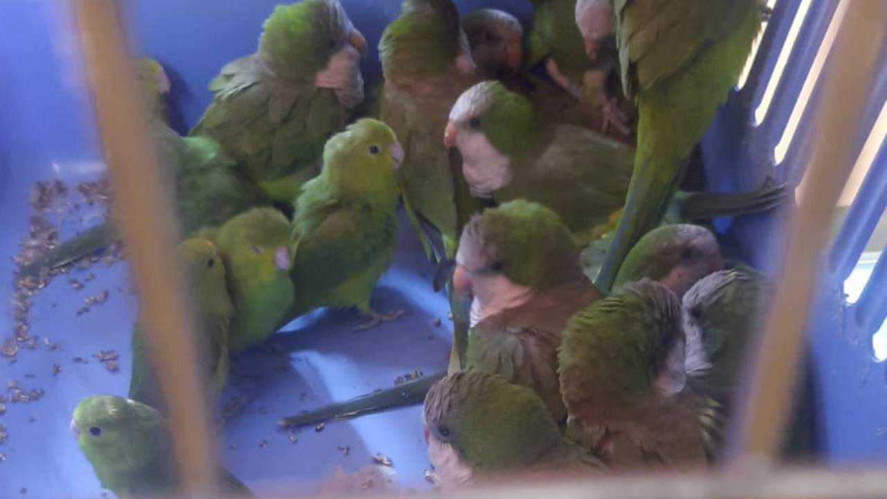 Fiscalía de Oruro investiga a hombre con 43 loros en bolsas de yute