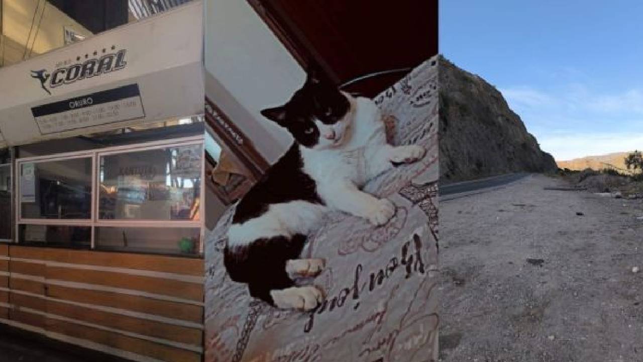 Chofer de bus botó al gato de una pasajera en la carretera porque “es de mala suerte”
