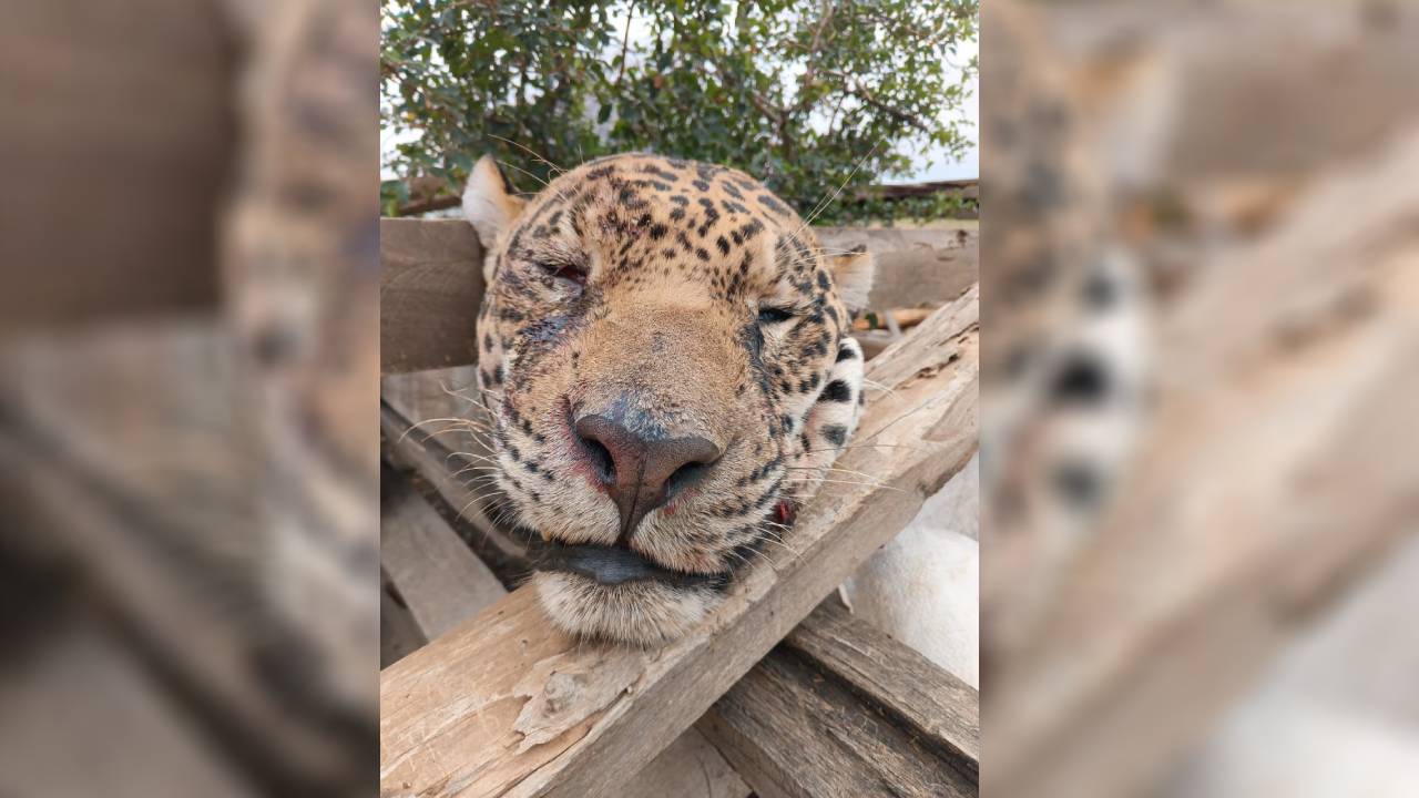 Biólogo muere atacado por un Jaguar: La puerta de la jaula no estaba bien cerrada