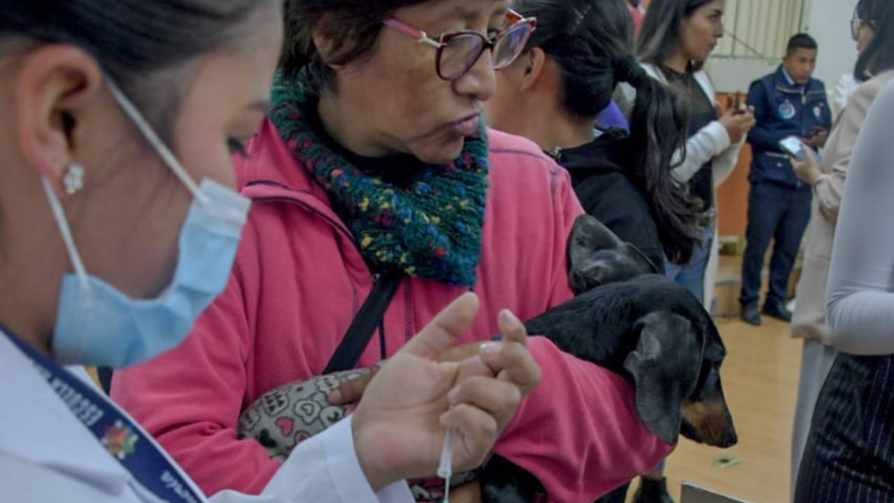 Gobierno lanza campaña nacional de vacunación antirrábica 