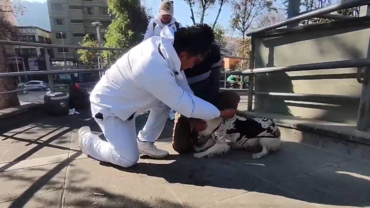 Bolivia vive la vacunación antirrábica con 25.000 brigadas desplazadas