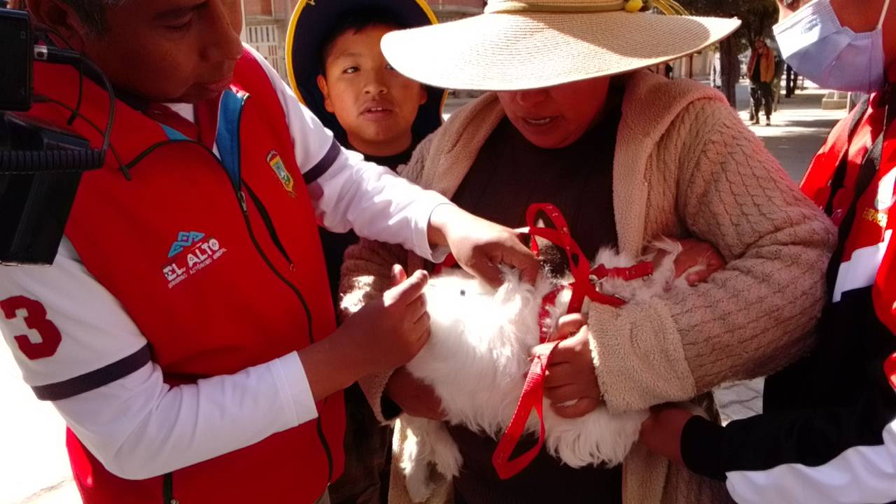 Vacunación antirrábica para perros y gatos alcanzó el 87,5 % de cobertura en la ciudad de El Alto 