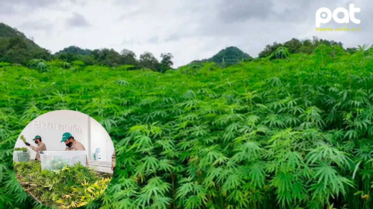 Marihuana Argentina en el mundo: Cannava exportará flores de cannabis a Alemania, Portugal y Australia