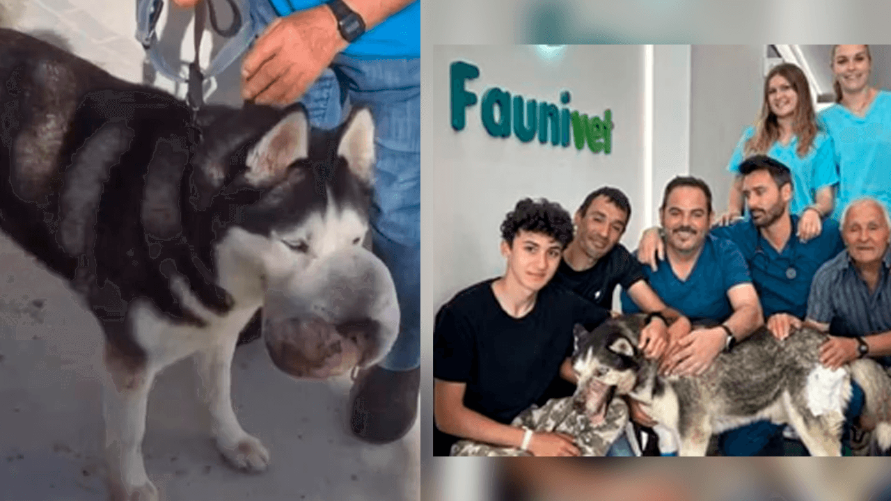 La conmovedora historia de Rex, que padecía un tumor y nadie quería operarlo