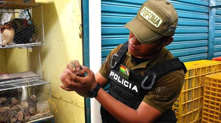 Rescatan 32 conejos silvestres y una ave jurkuta en mercado de Cochabamba