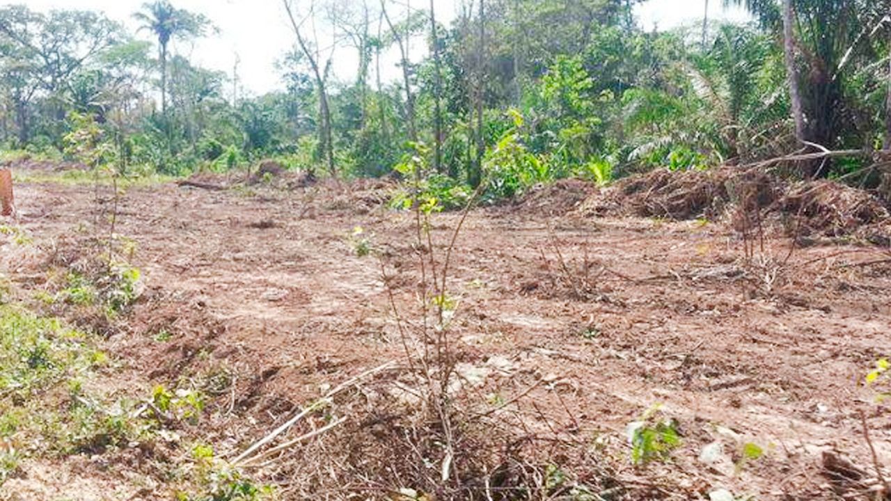 Cámara forestal denuncia pérdida de derechos en el Choré: decreto supremo 5202 pone en peligro reserva forestal