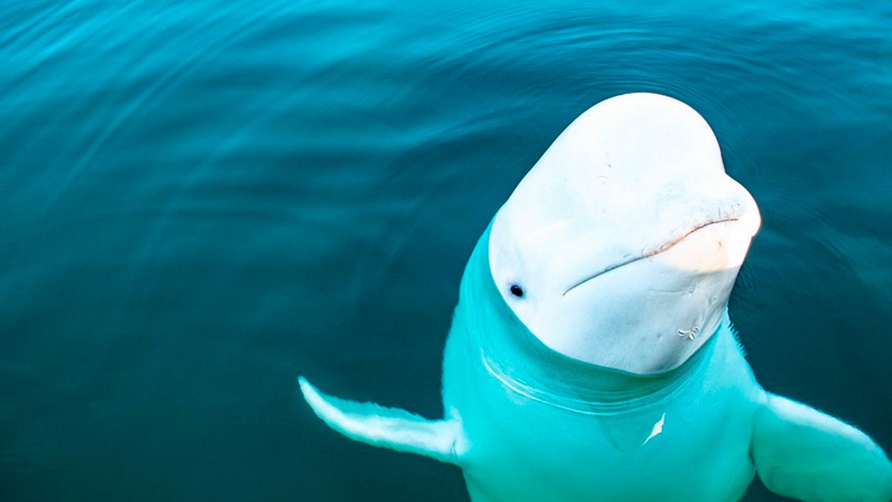Hvaldimir, la beluga "espía", es encontrada muerta en Noruega