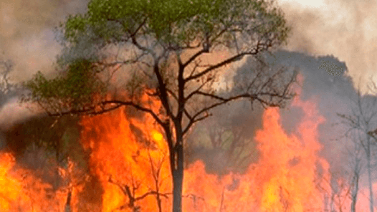 Incendio forestal en Manuripi controlado: ahora se enfocan en la liquidación de brasas