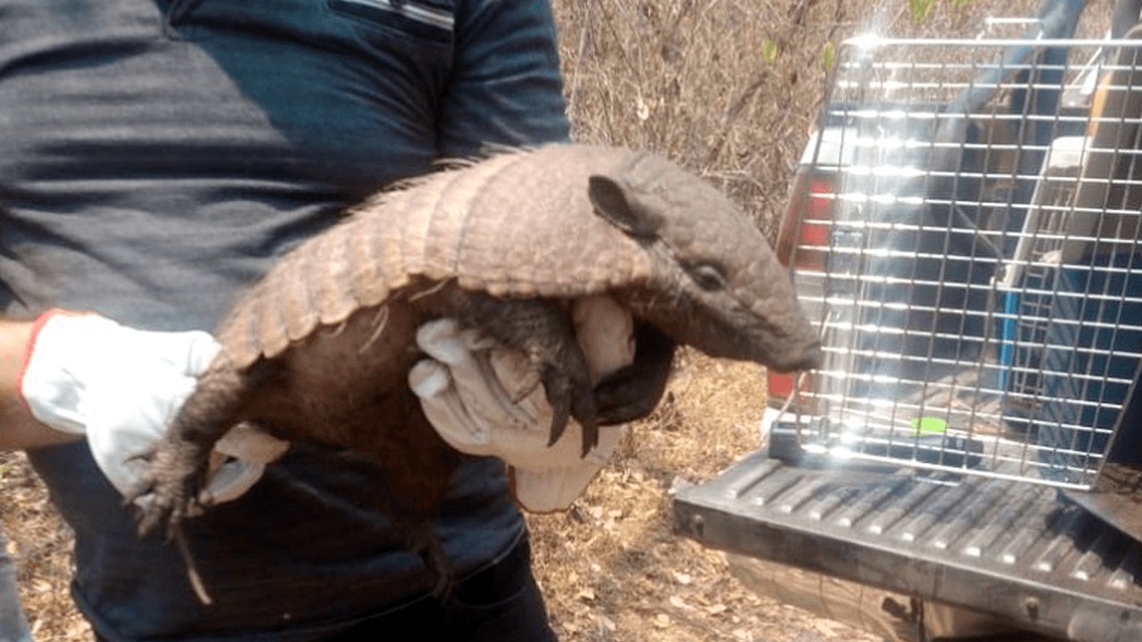 Rescate de fauna: Pofoma salva a más de 50 animales en la chiquitanía afectada por incendios