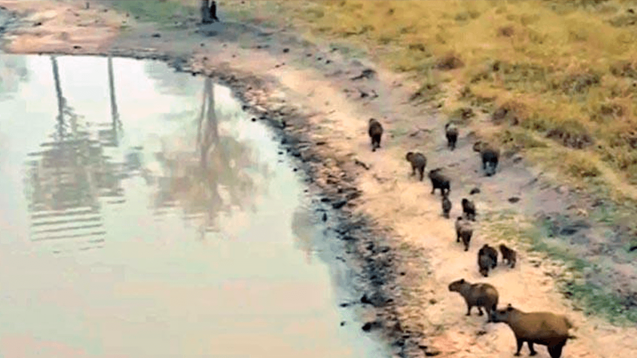 Capibaras en huida: una familia peregrina en busca de agua en medio de los incendios en bolivia