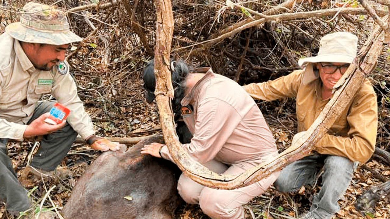 Veterinarios voluntarios refuerzan rescate de fauna afectada por incendios en Santa Cruz y Beni