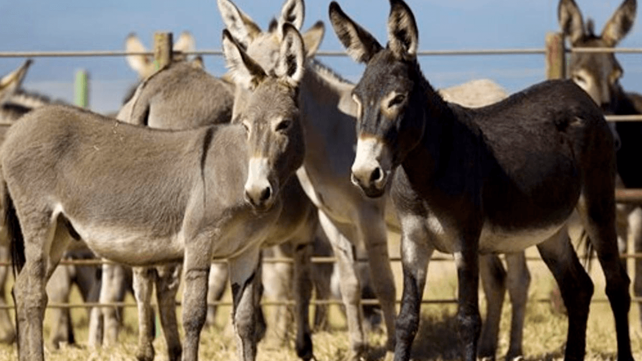 “Hay estudios, es altamente nutritivo” Piensan comercializar carne de burro