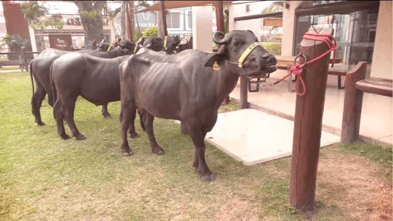 ¡Inédito en Expocruz! Primer juzgamiento de búfalos de raza pura en Bolivia