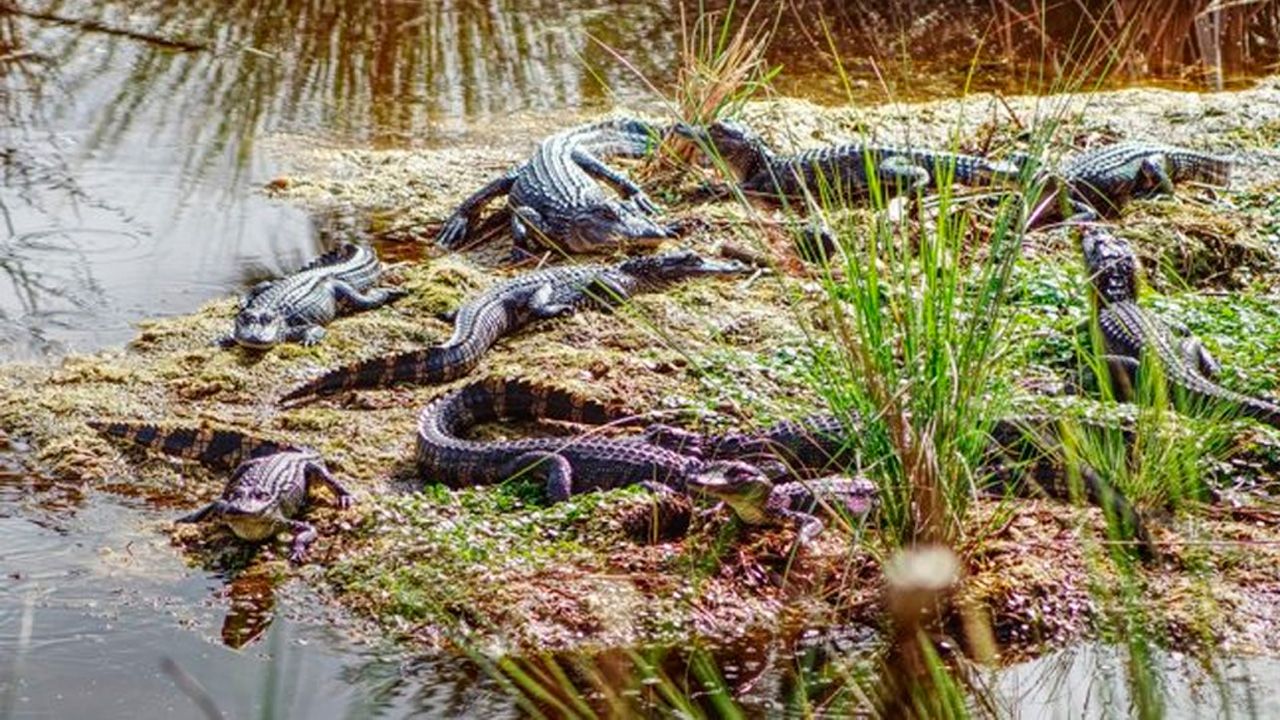 Rescatan cinco lagartos de distintos puntos de Santa Cruz de la Sierra