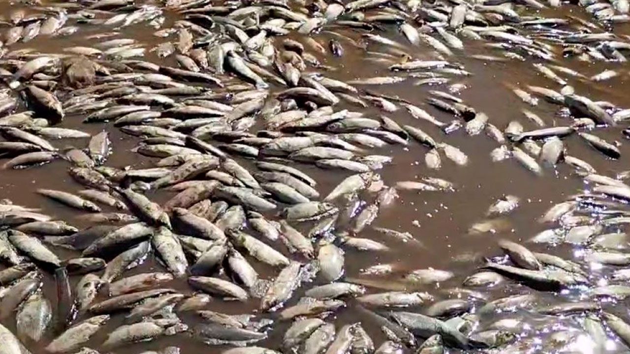 Tragedia en el Pilcomayo: miles de peces muertos por la "borrachera del río"