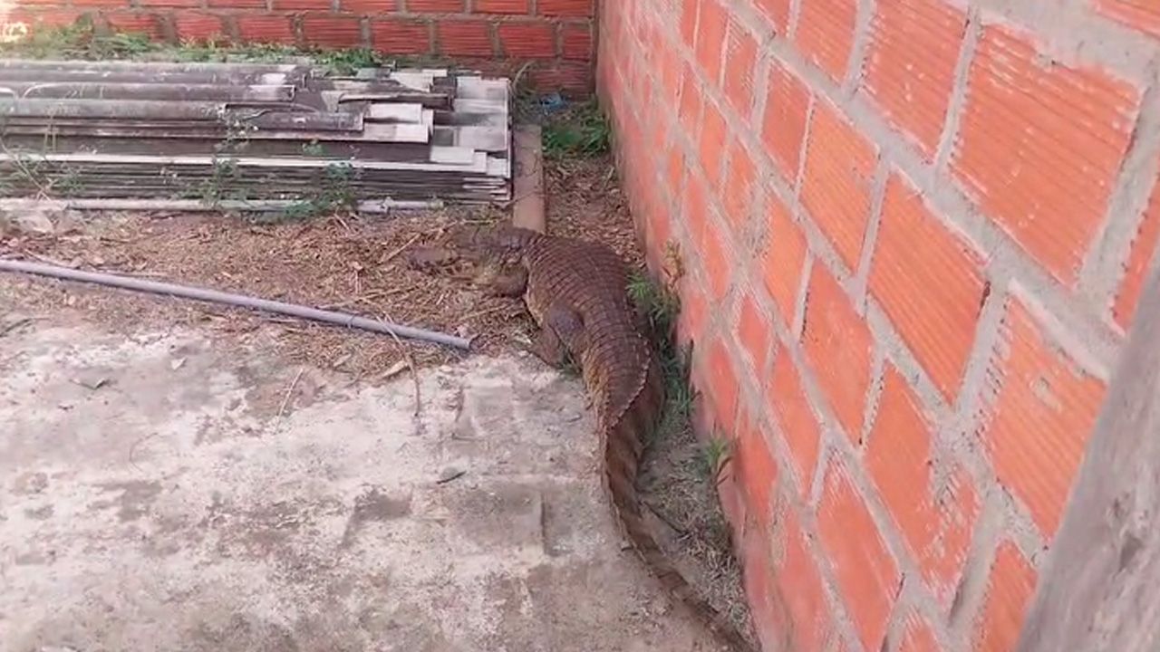 Rescatan caimán de más de dos metros en una vivienda del Plan Tres Mil en Santa Cruz