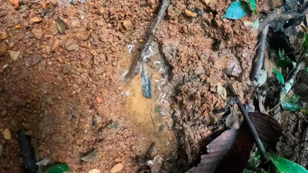 Niños indígenas perdidos en la selva Colombiana 