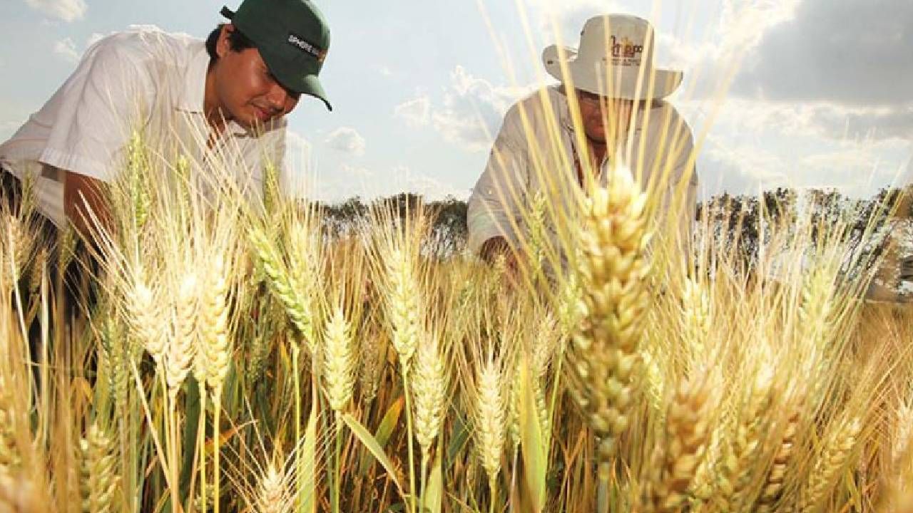Productores de trigo piden al Gobierno fijar precio para estimular la producción y reducir importaciones