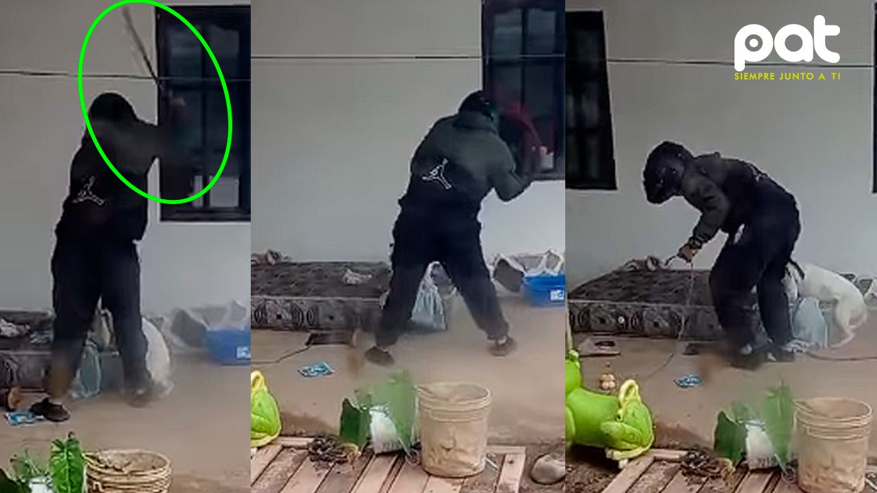 Hombre "chicotea" a su mascota: Rescatan a una perra maltratada tras denuncia