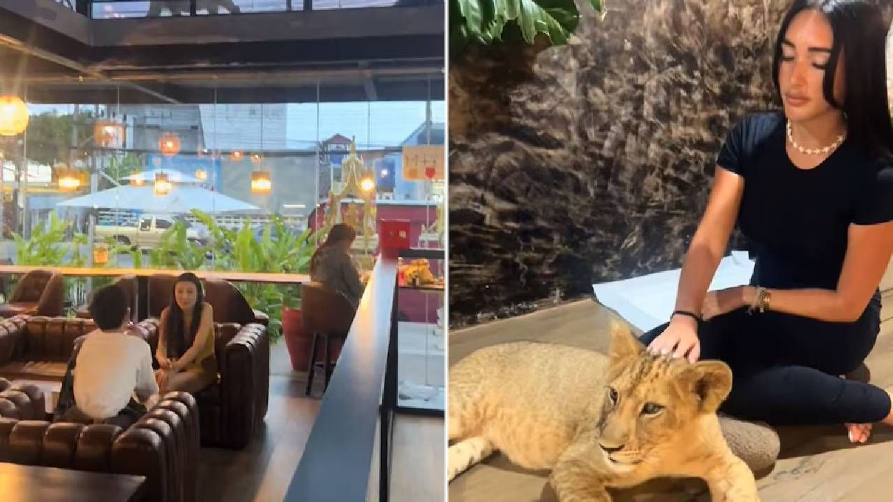 Controversia por cafés con leones en Tailandia genera debate sobre ética animal