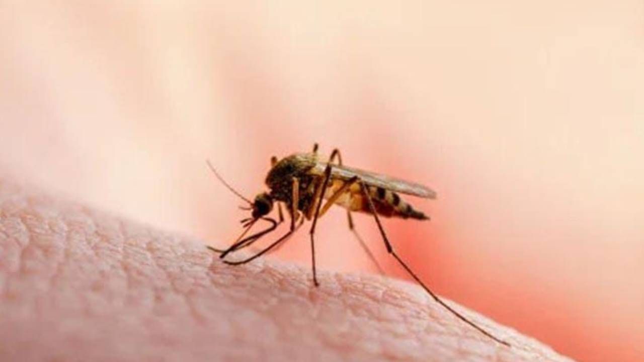 Reportan primer caso de leishmaniasis en un niño de 6 años en Cochabamba