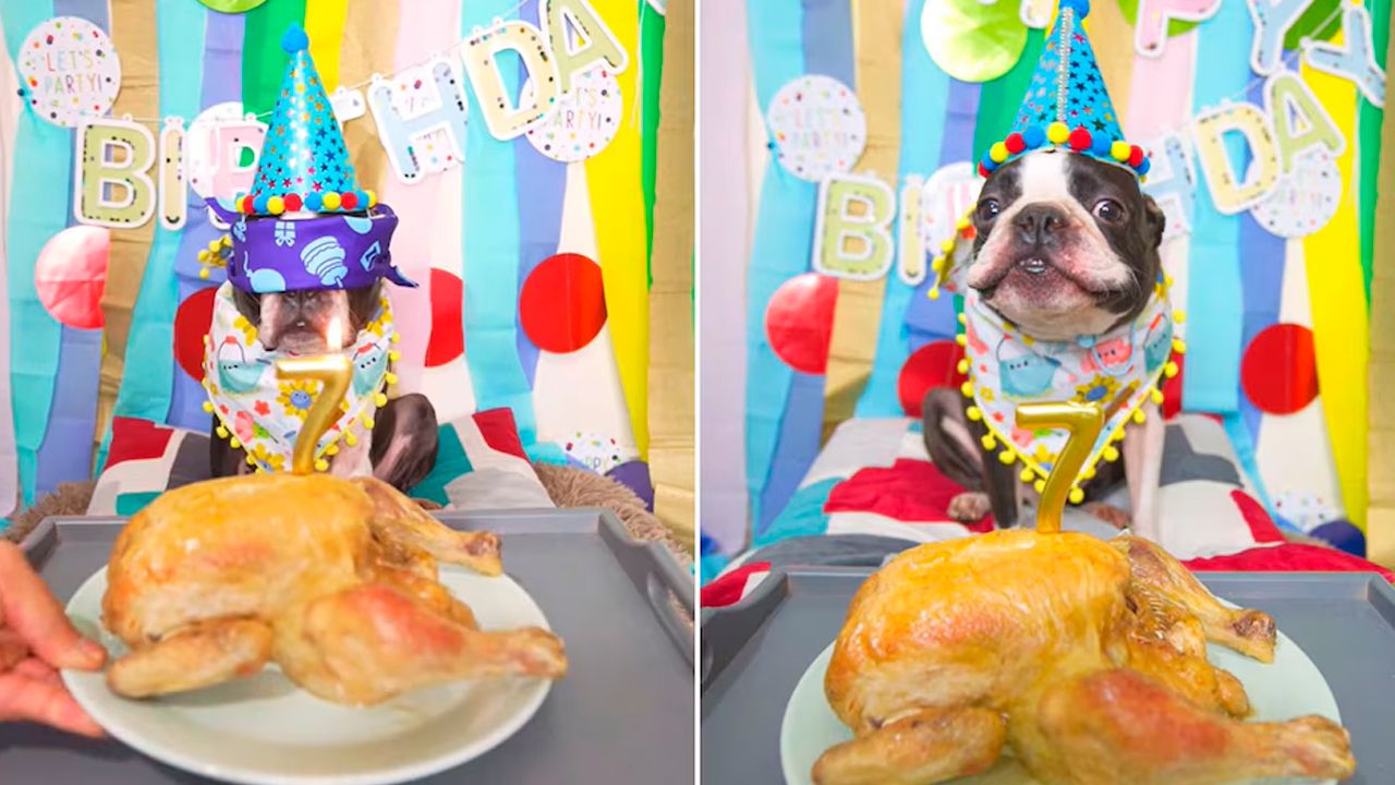 Dueño organiza fiesta a su perro y la historia conquista las redes