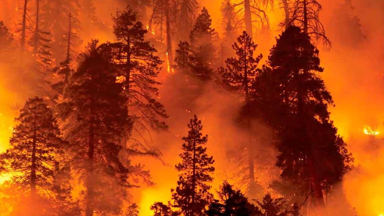 Incendio forestal devora más de 80 hectáreas en La Araucanía chilena