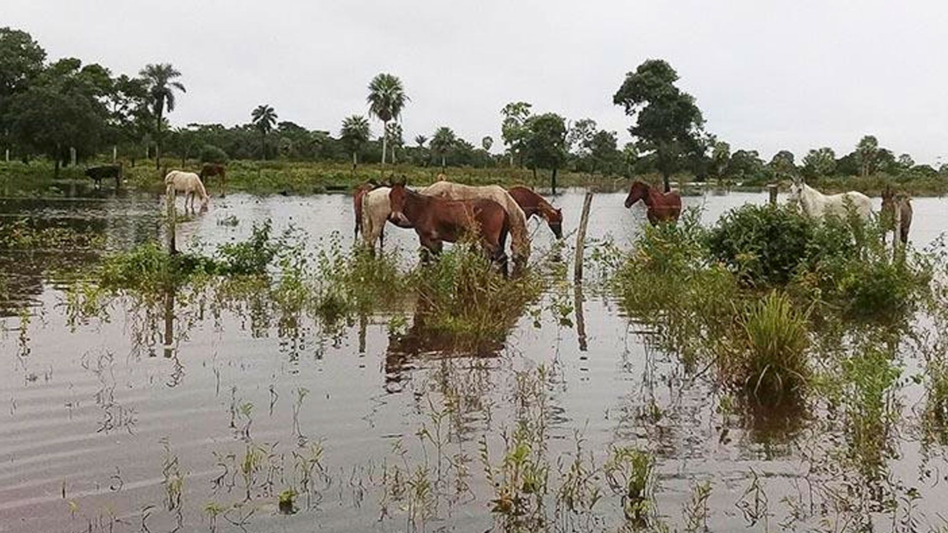 Inundaciones en Pucarani afectan cultivos y viviendas 