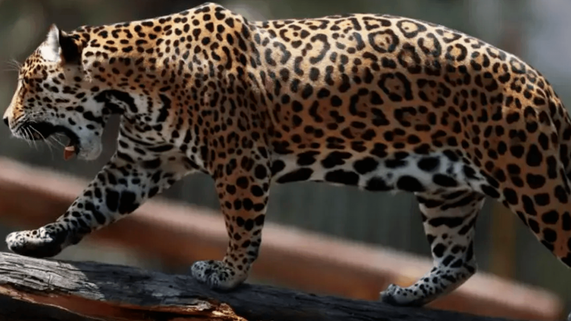 Empresario español investigado por caza ilegal de jaguares en Bolivia
