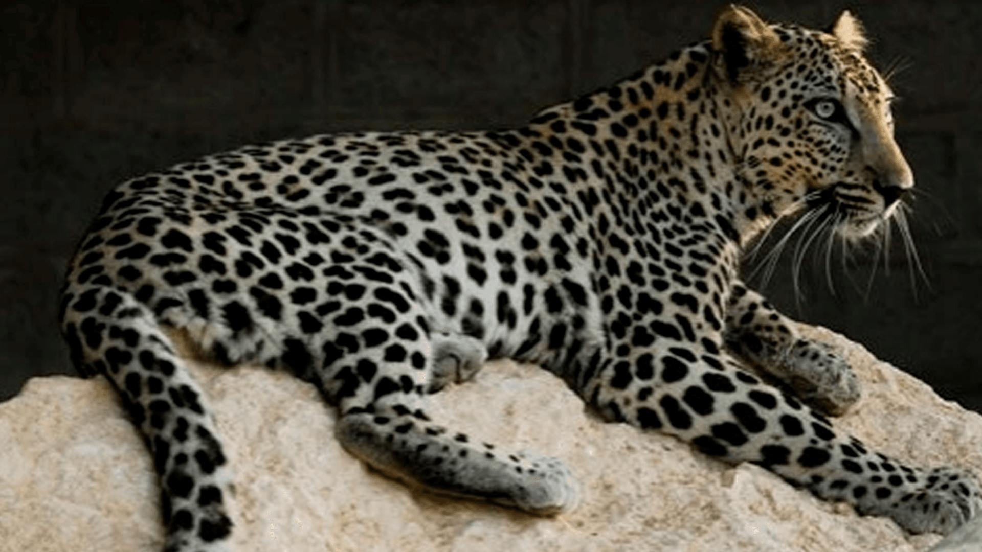 10 de febrero Día Internacional del Leopardo Árabe  : en peligro crítico