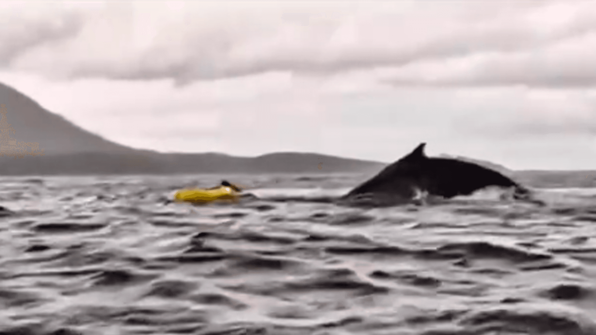 Ciudadano venezolano sobrevivió a encuentro con ballena jorobada en Magallanes 