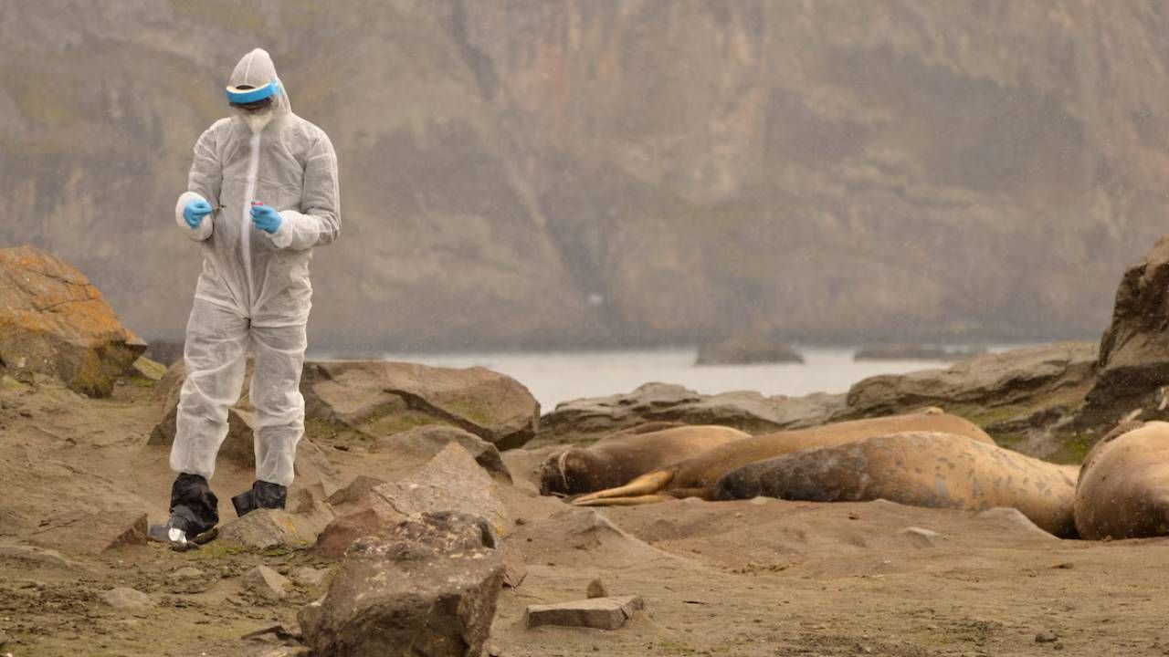 La gripe aviar ya afectó a todas las especies animales de la Antártida