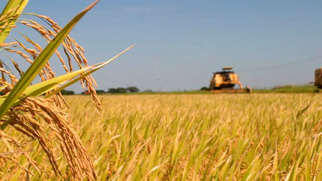 Productores arroceros advierten que falta de diésel podría afectar la cosecha en Beni