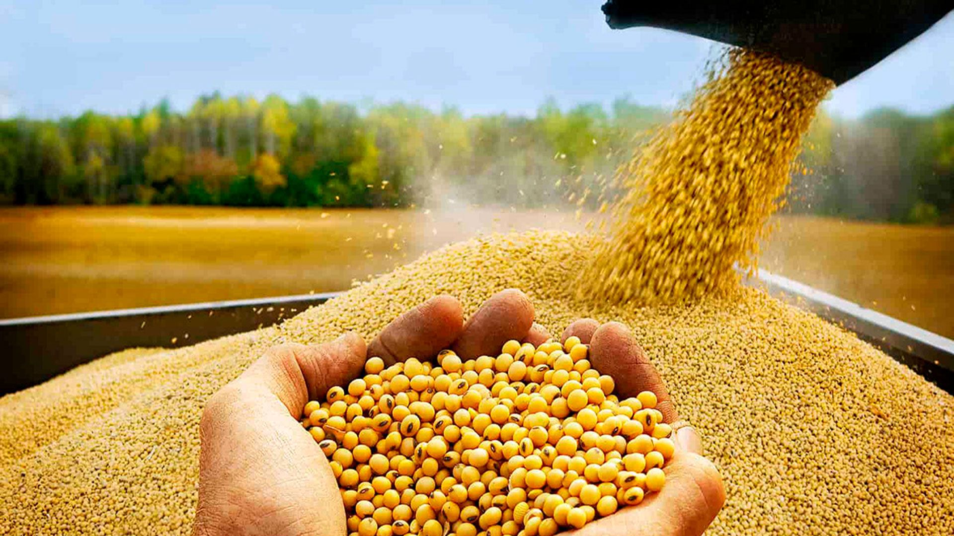 Exportación de soya en riesgo por falta de certificados 
