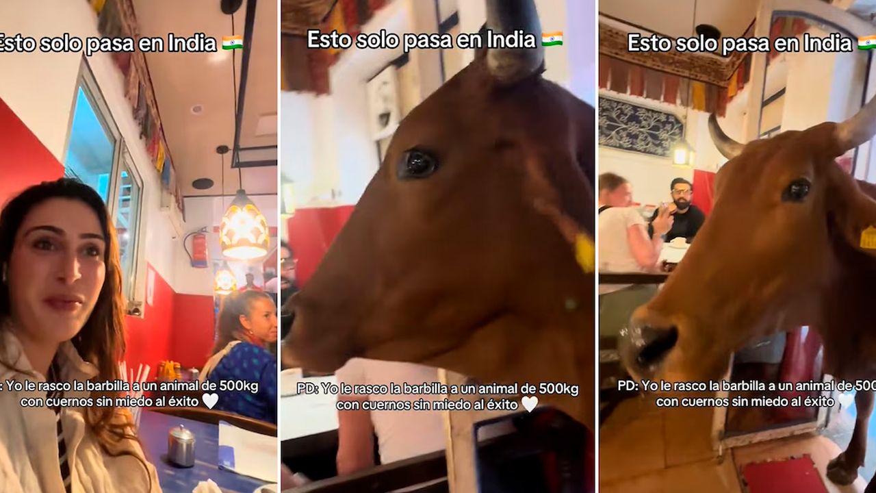Vaca entra a un bar en India y sorprende a clientes